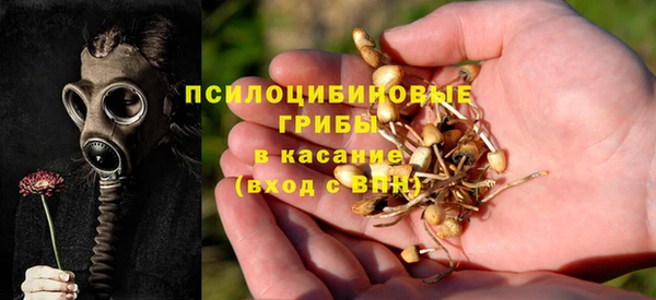 ПСИЛОЦИБИНОВЫЕ ГРИБЫ Новозыбков